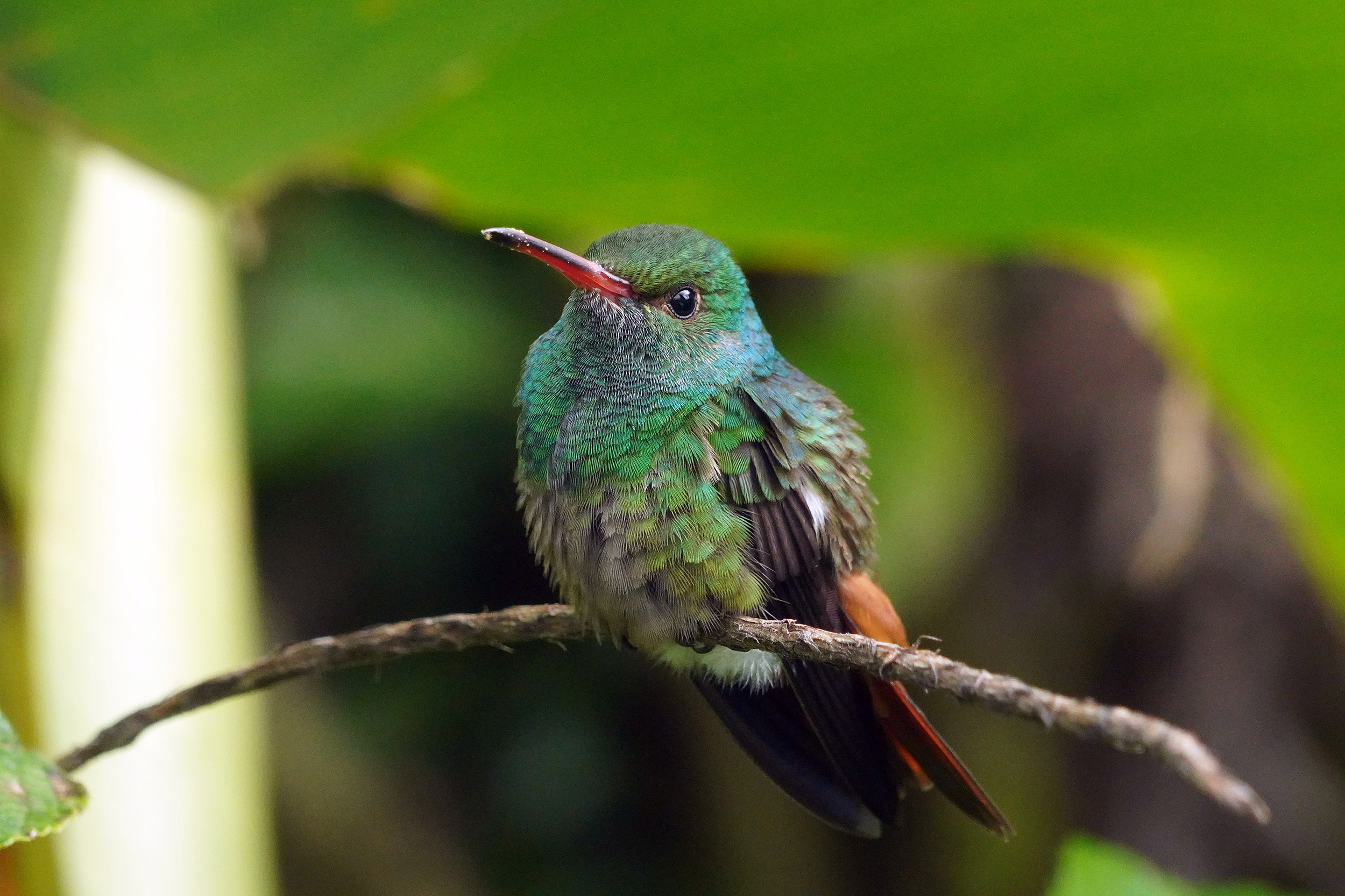 Costa Rica - Février 2025